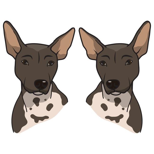 SignMission D-American Hairless Terrier 6 in. Super Cute Dog Decal - American Hairless Terrier - Pack of 2